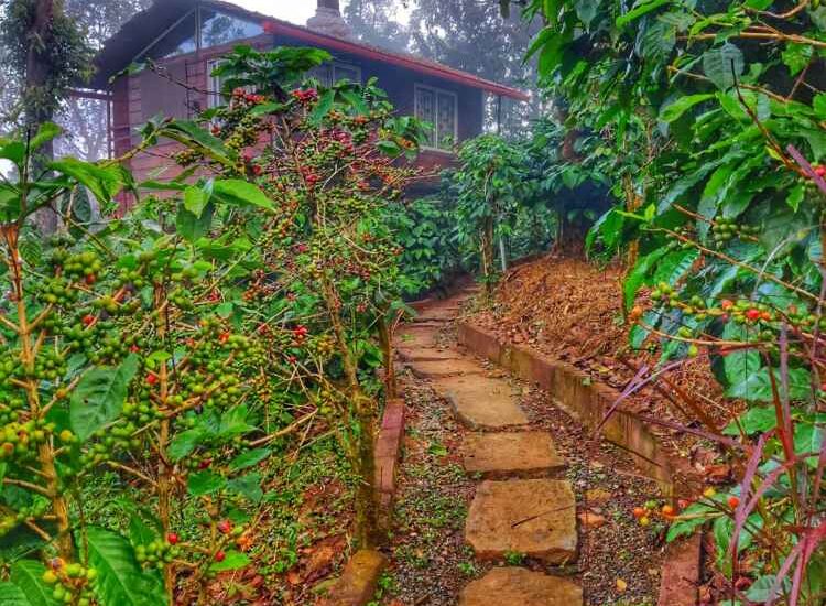 Tree House- Top room